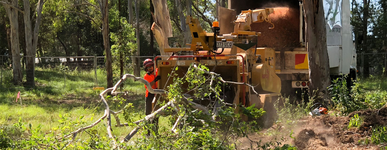  Are your trees damaging your property?