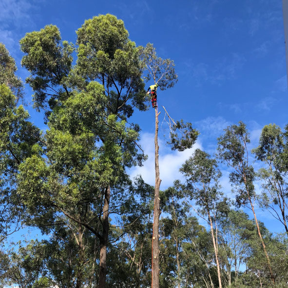Removal of Tree